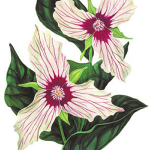 Florals