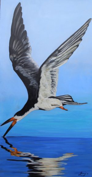 Black Skimmer
