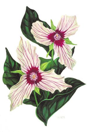 Painted Trillium
