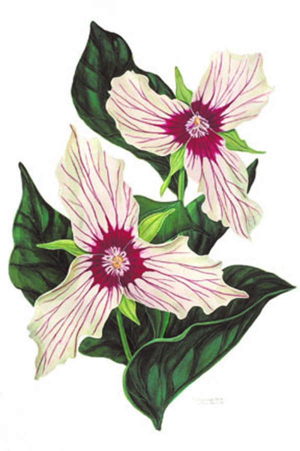 Painted Trillium