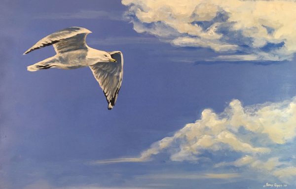 Summer Glider - Ring Bill Gull