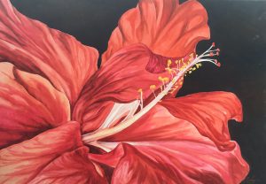 Hibiscus